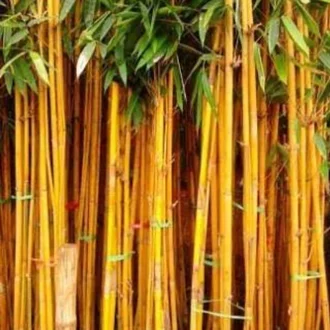 Detail Bambu Hias Kuning Nomer 54