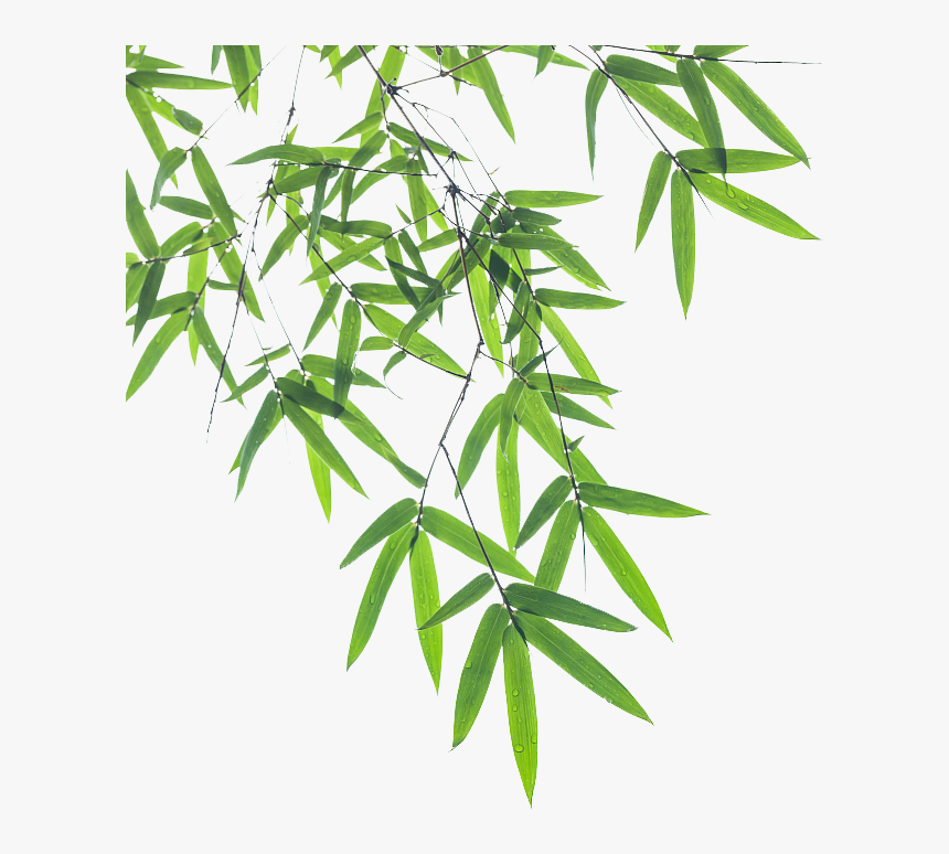 Detail Bambu Vector Png Nomer 54