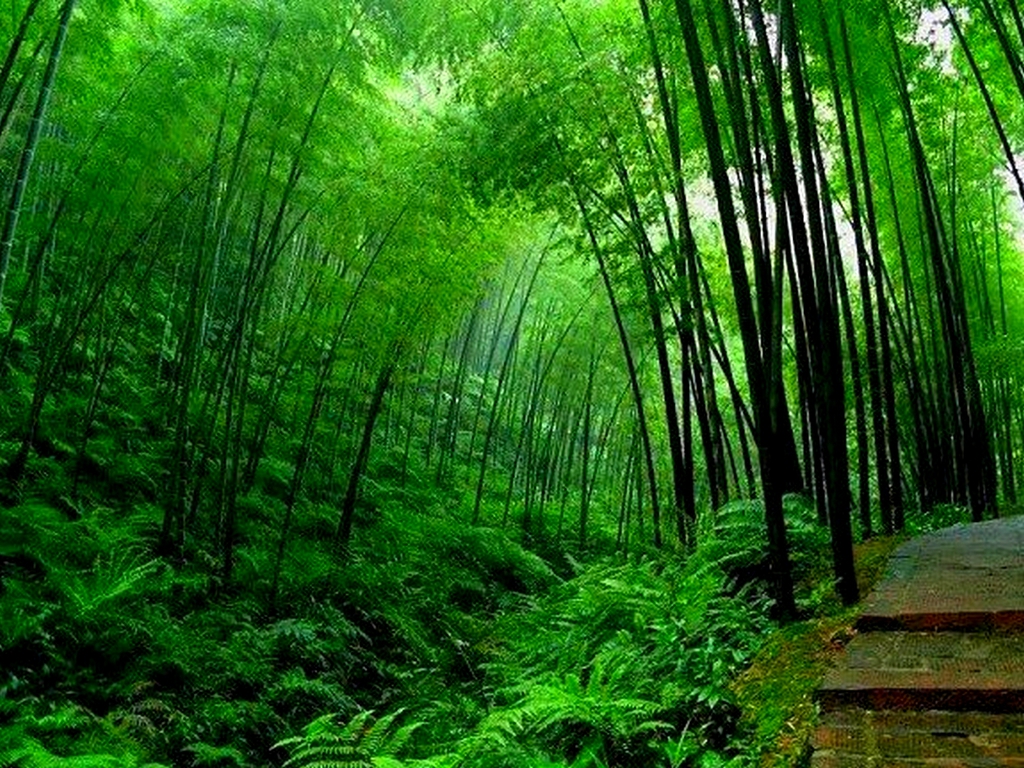 Detail Bambu Wallpaper Hd Nomer 53