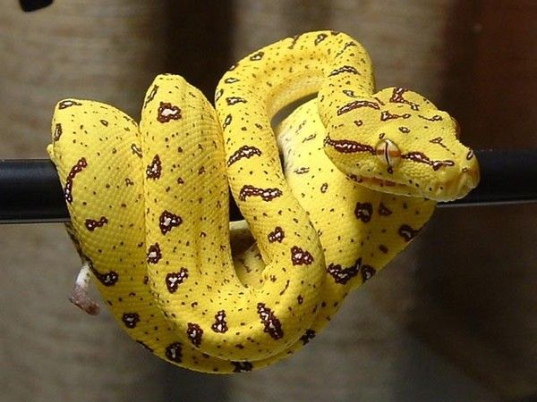 Detail Banana Anaconda Nomer 22