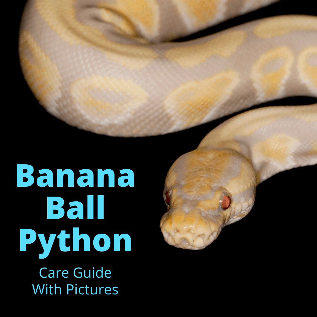 Detail Banana Anaconda Snake Nomer 15