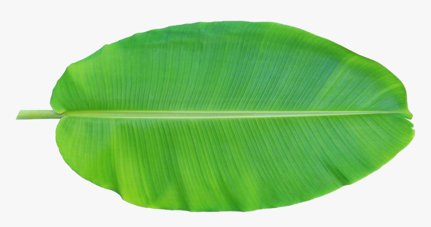 Detail Banana Leaf Clipart Nomer 2