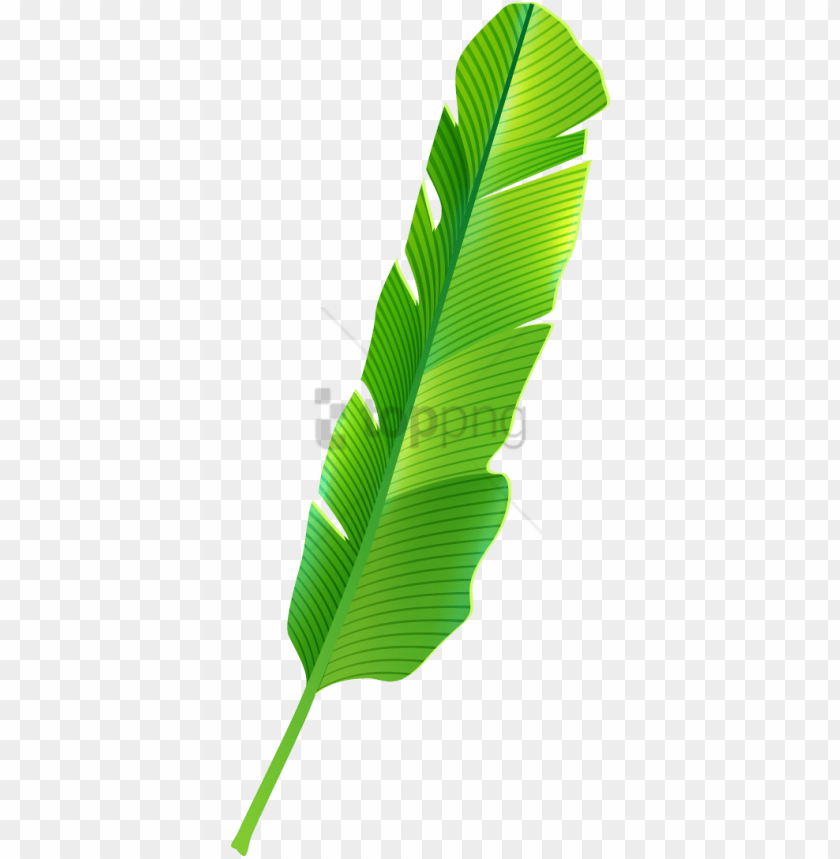 Detail Banana Leaf Clipart Nomer 14