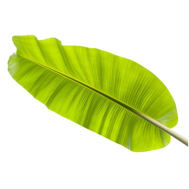 Detail Banana Leaf Clipart Nomer 15