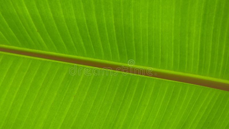 Detail Banana Leaf Clipart Nomer 21