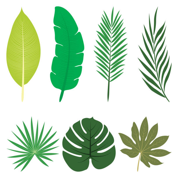 Detail Banana Leaf Clipart Nomer 32