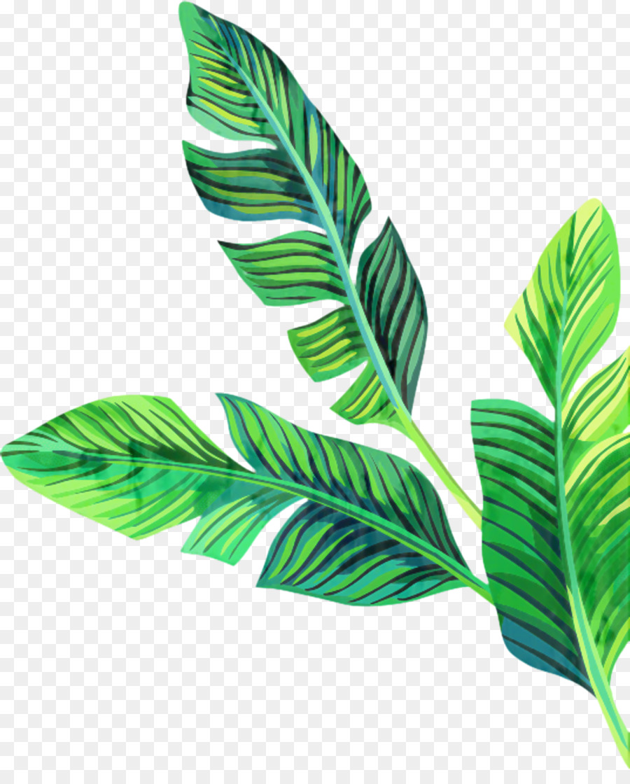 Detail Banana Leaf Clipart Nomer 49