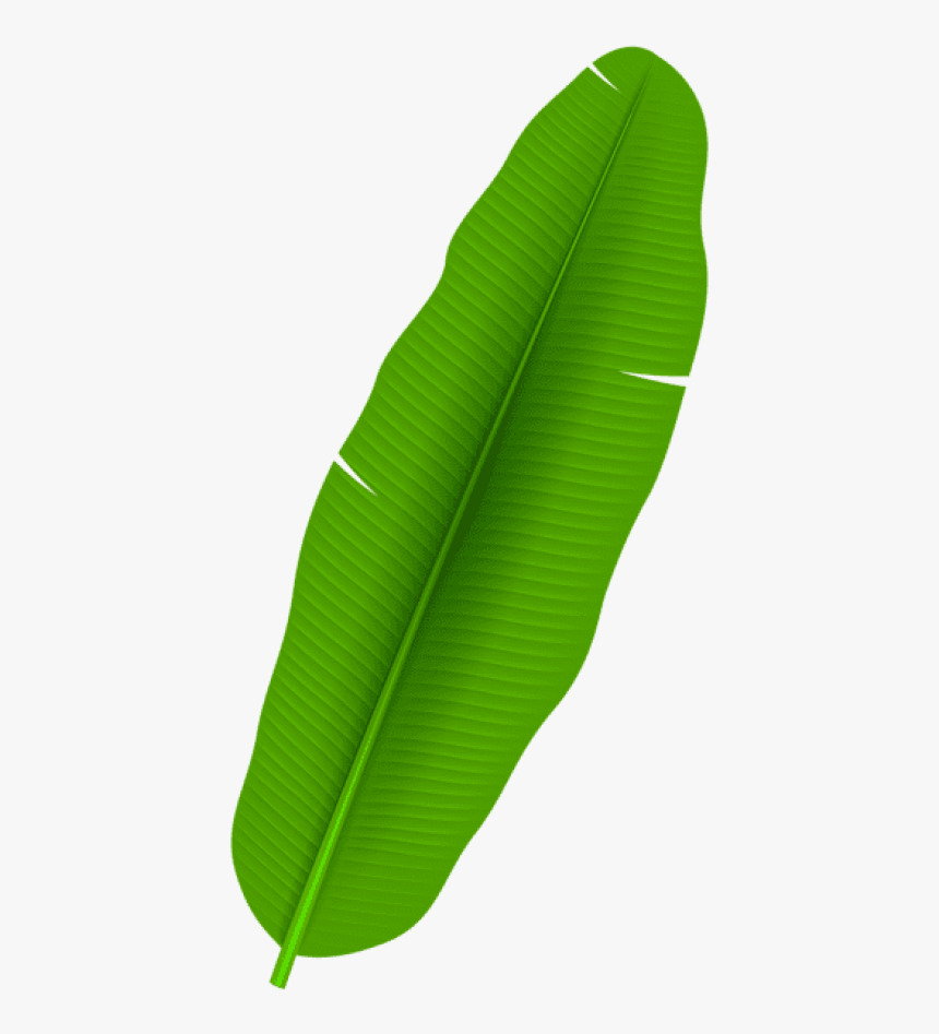 Detail Banana Leaf Clipart Nomer 7