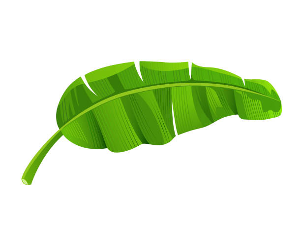 Detail Banana Leaf Clipart Nomer 10