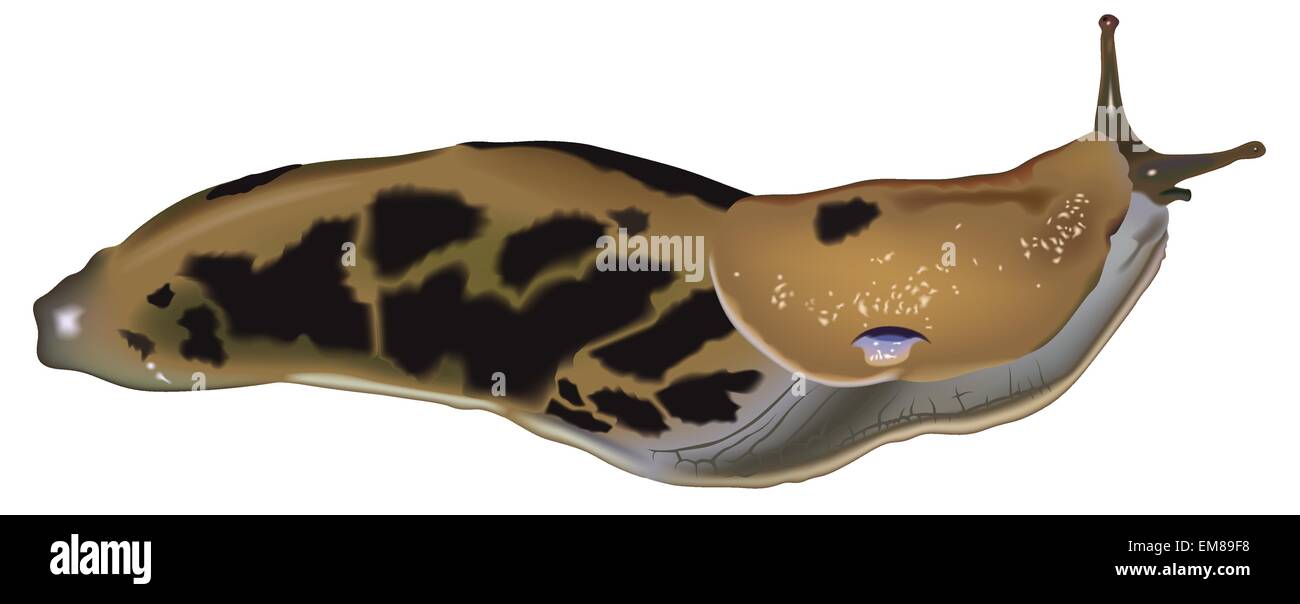 Detail Banana Slug Clipart Nomer 35