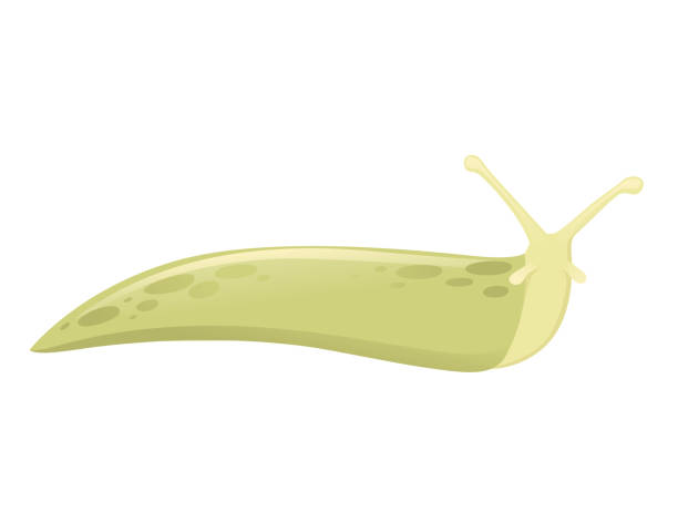 Detail Banana Slug Clipart Nomer 36