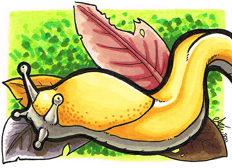 Detail Banana Slug Clipart Nomer 37