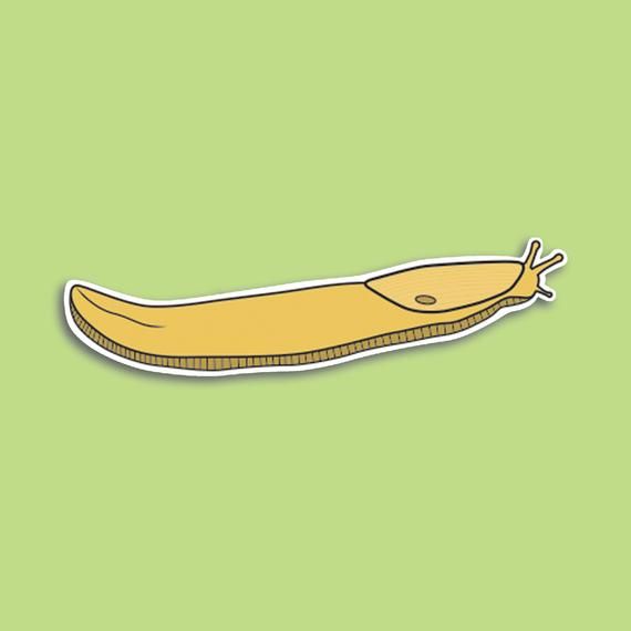 Detail Banana Slug Sticker Nomer 24