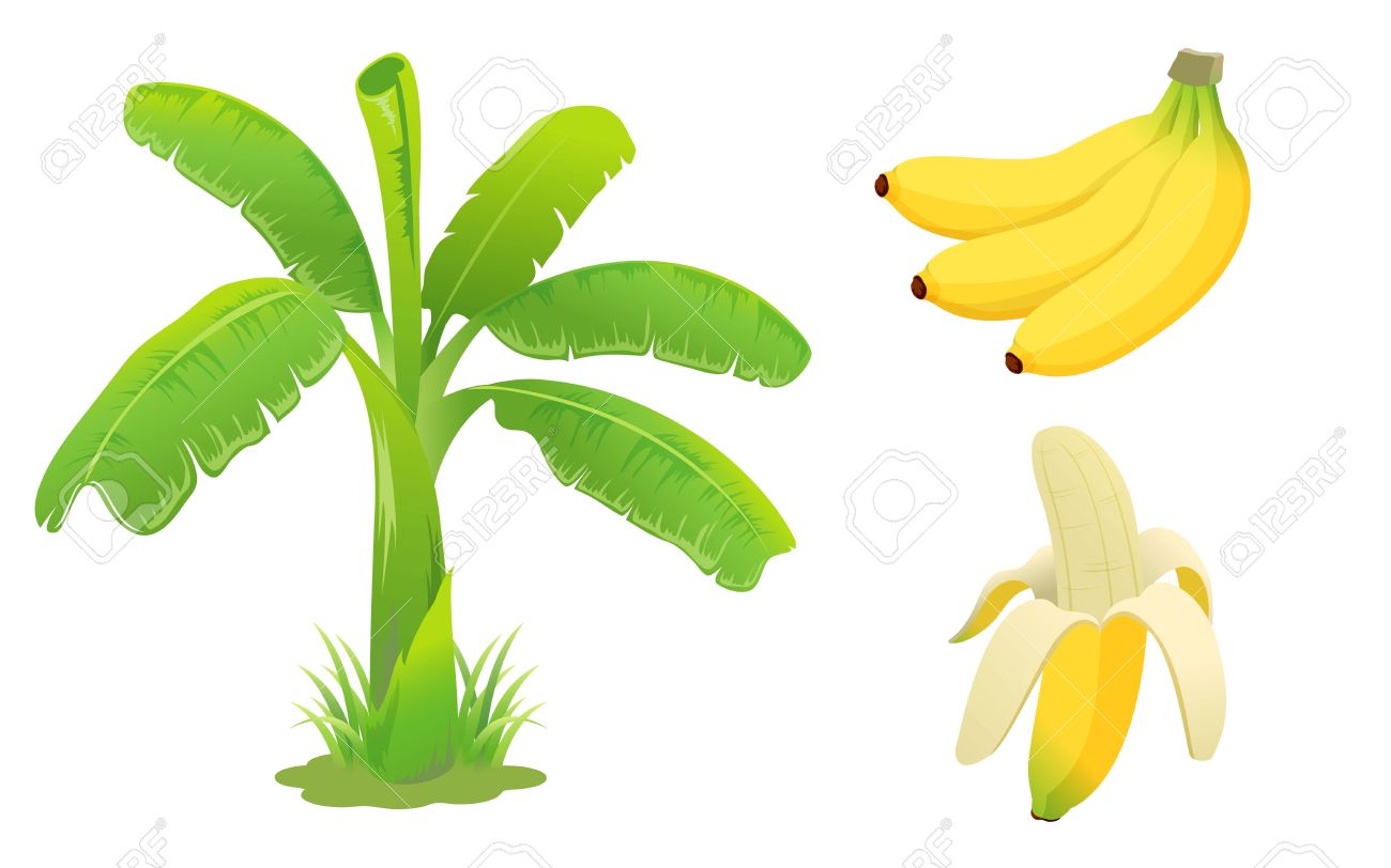 Detail Banana Tree Clipart Nomer 24