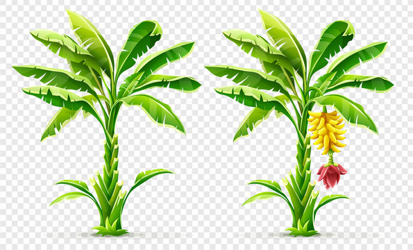 Detail Banana Tree Clipart Nomer 28