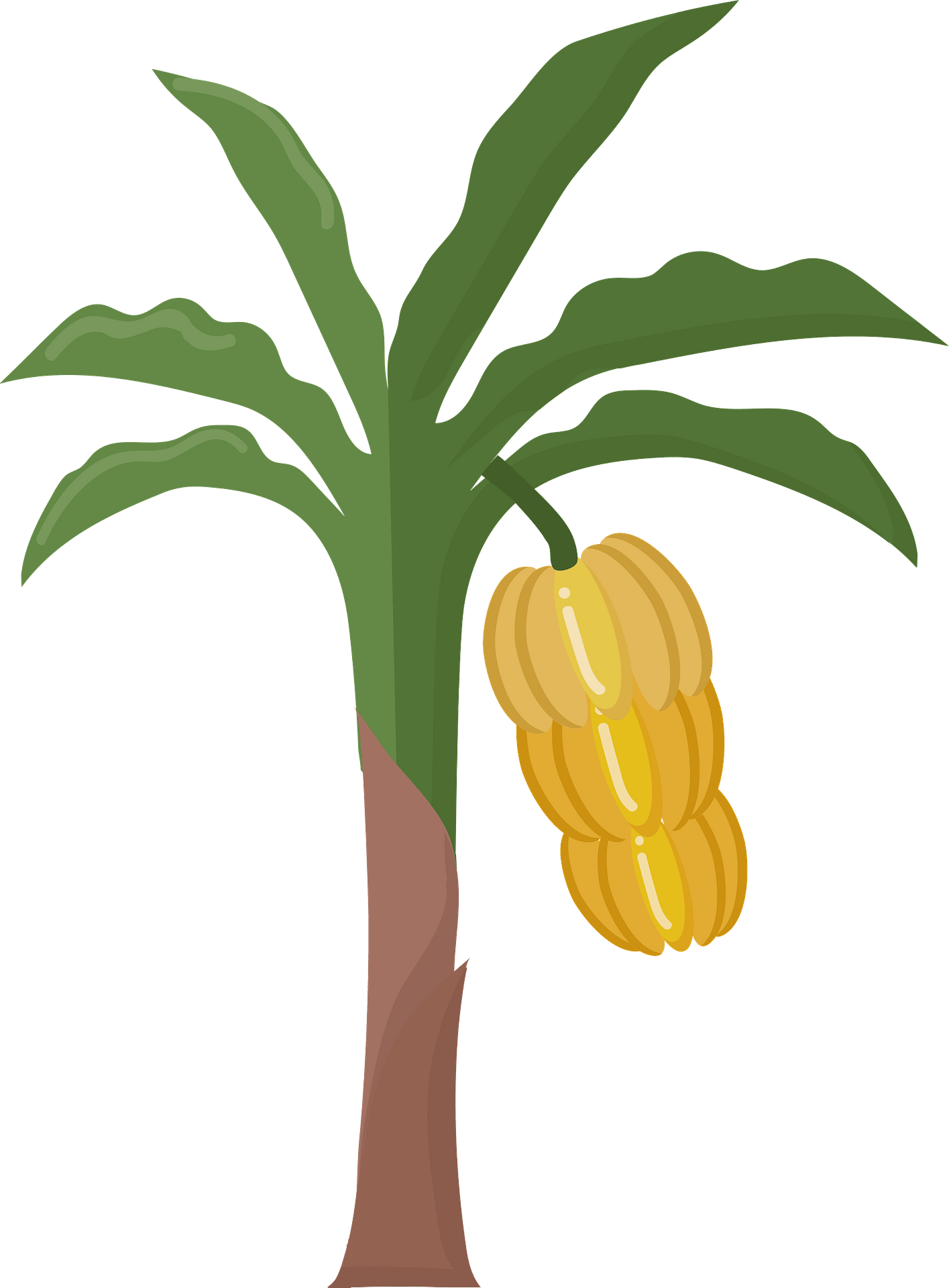 Detail Banana Tree Clipart Nomer 29