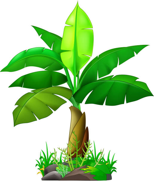 Detail Banana Tree Clipart Nomer 40