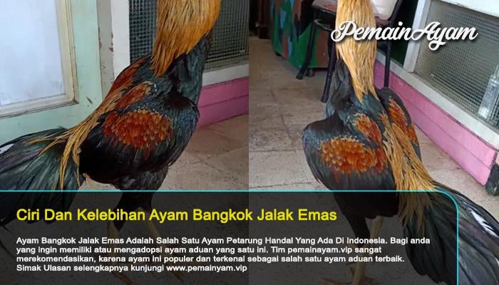 Detail Bangkok Jalak Emas Nomer 24