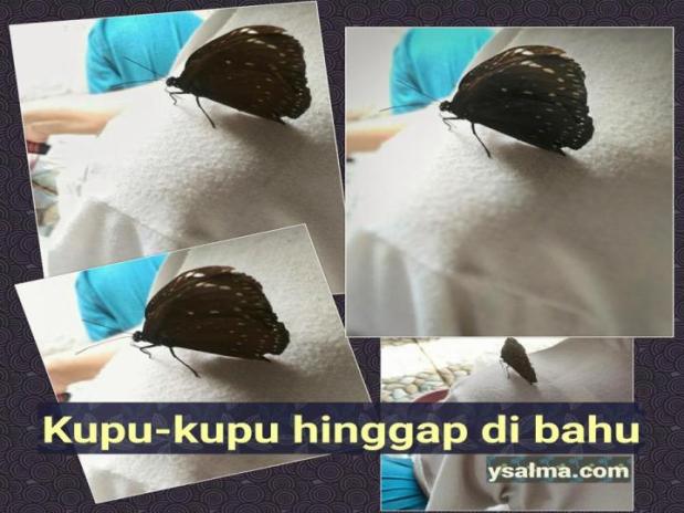 Detail Bangku Kelas Gambar Animasi Kupu Kupu Nomer 33