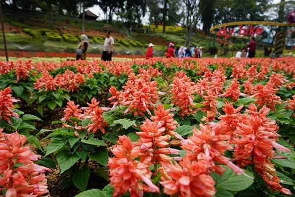 Detail Bangku Taman Bunga Di Tengah Kota Berbentuk Berikut Nomer 20