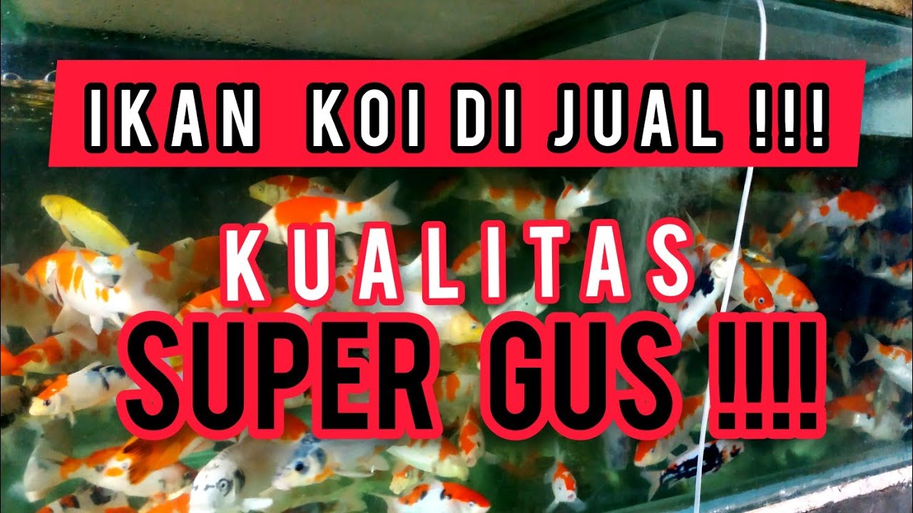 Detail Banner Ikan Koi Nomer 21