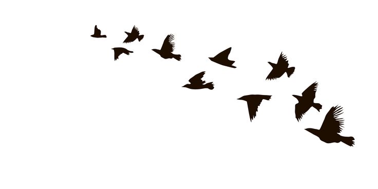 Detail Flock Of Birds Silhouette Nomer 4