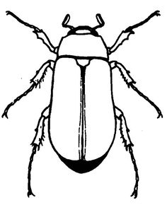 Detail Insekten Zeichnen Nomer 13