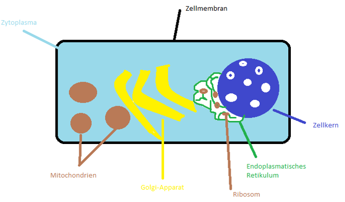 Detail Menschliche Zelle Bild Nomer 5