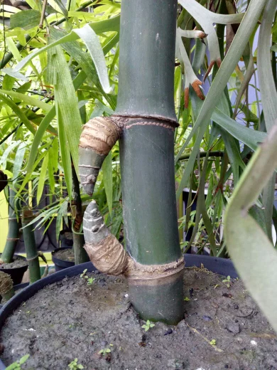Detail Foto Bambu Petuk Nomer 24
