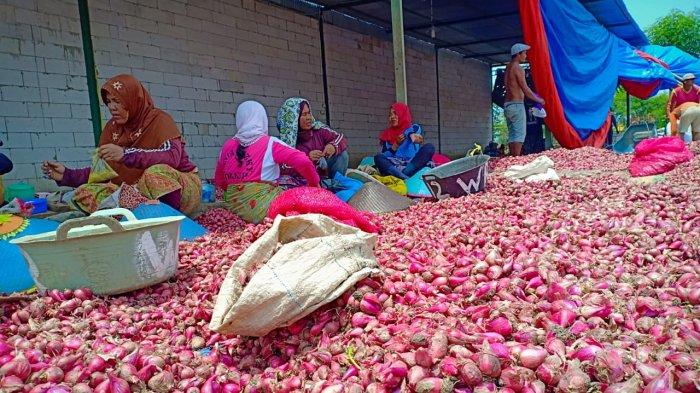 Detail Foto Bawang Merah Brebes Nomer 8