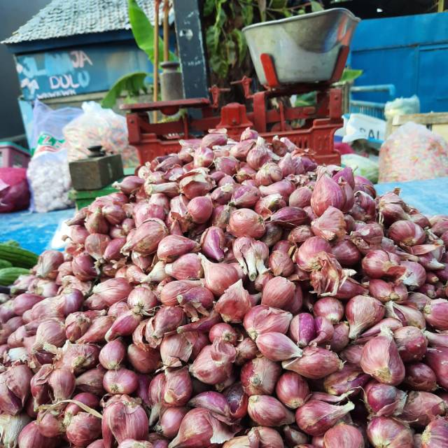 Detail Foto Bawang Merah Brebes Nomer 22