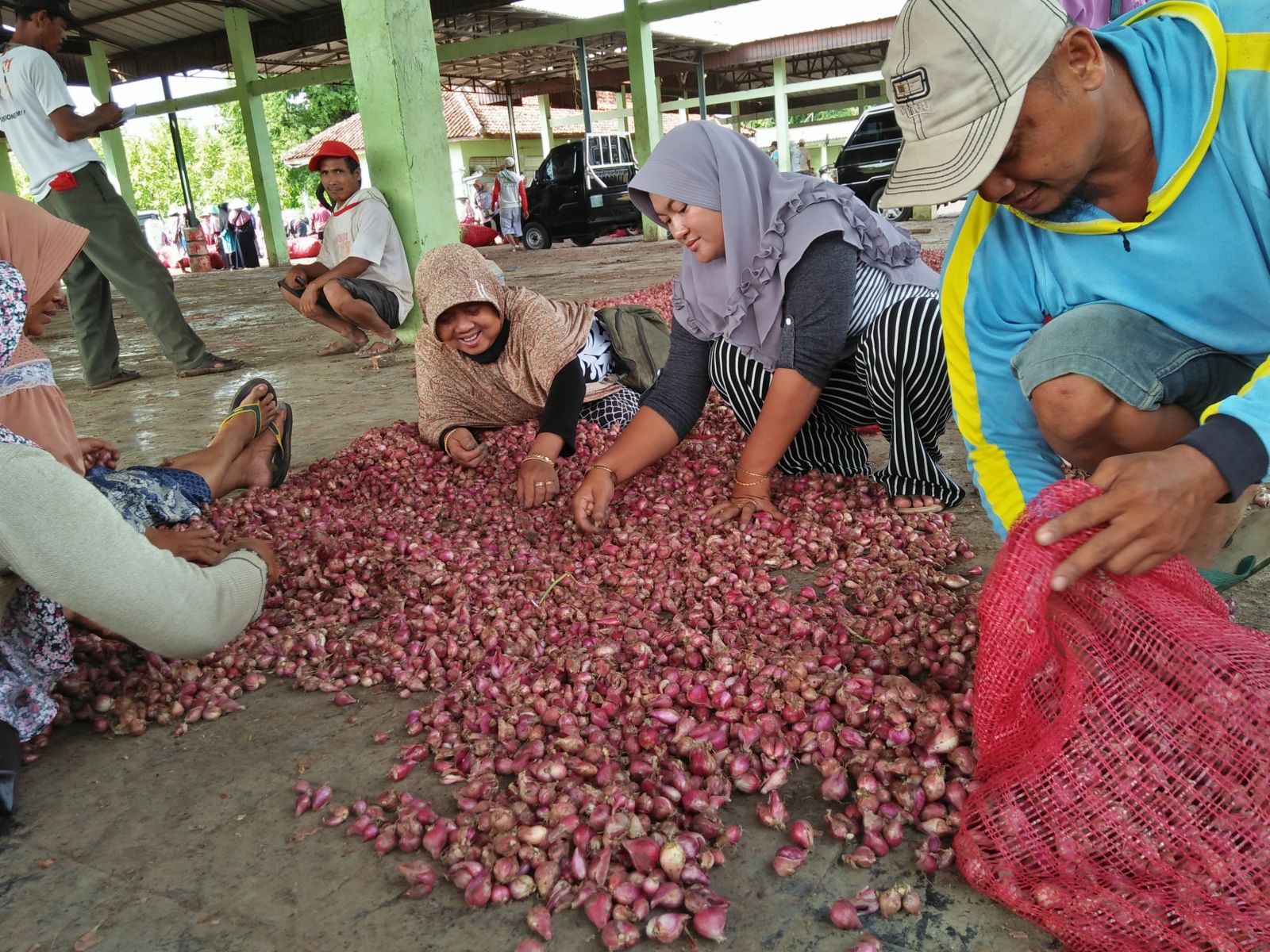 Detail Foto Bawang Merah Brebes Nomer 26