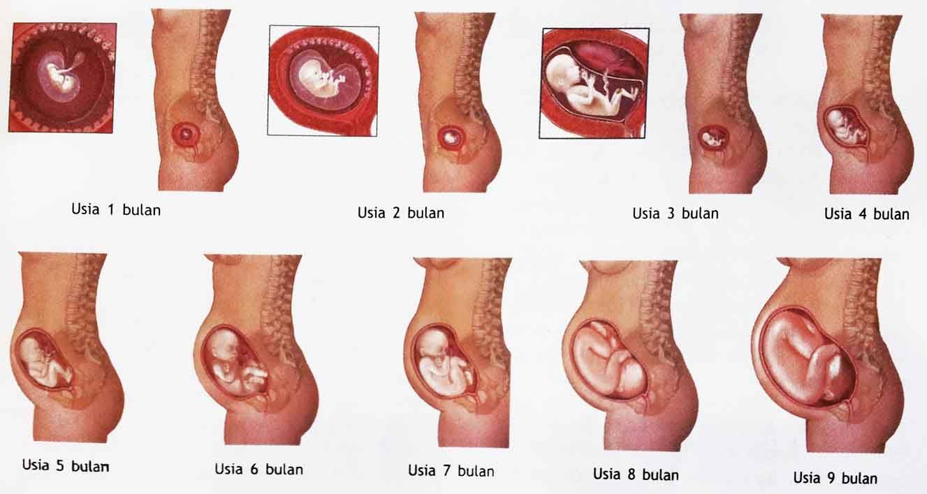 Detail Foto Bayi 6 Bulan Dlm Kandungan Nomer 26