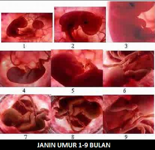 Detail Foto Bayi 6 Bulan Dlm Kandungan Nomer 35