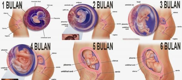 Detail Foto Bayi Dalam Kandungan 4 Bulan Nomer 12