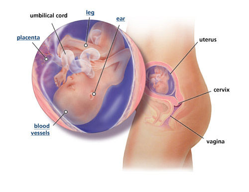 Detail Foto Bayi Dalam Kandungan 4 Bulan Nomer 36