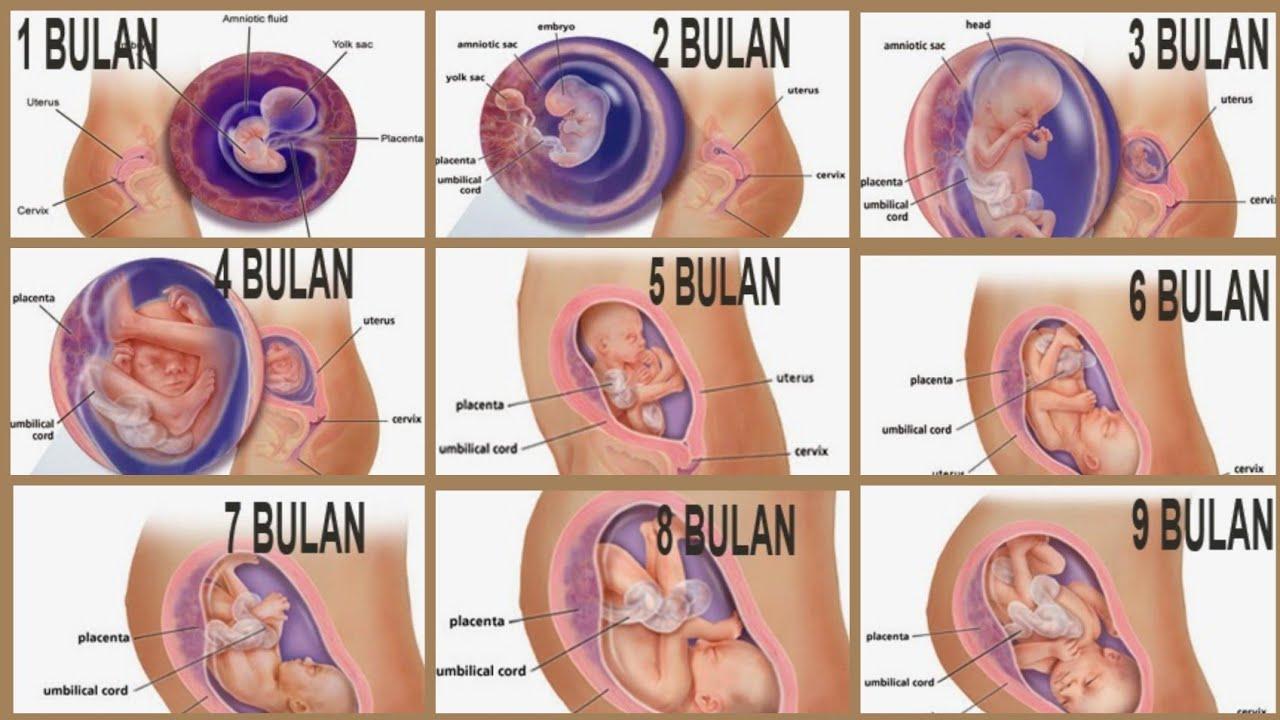 Detail Foto Bayi Dalam Kandungan Usia 1 Sampai 9 Bulan Nomer 26