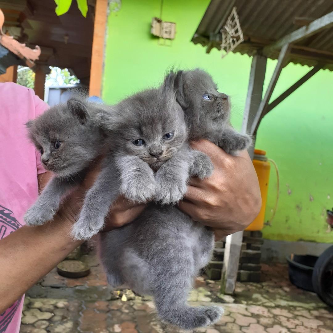 Detail Foto Bayi Kucing Anggora Nomer 23