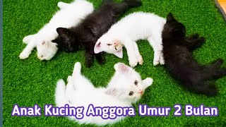 Detail Foto Bayi Kucing Anggora Nomer 29