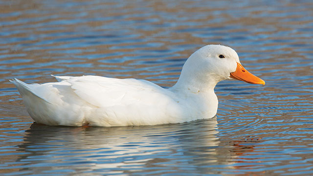 Detail Foto Bebek Peking Nomer 7