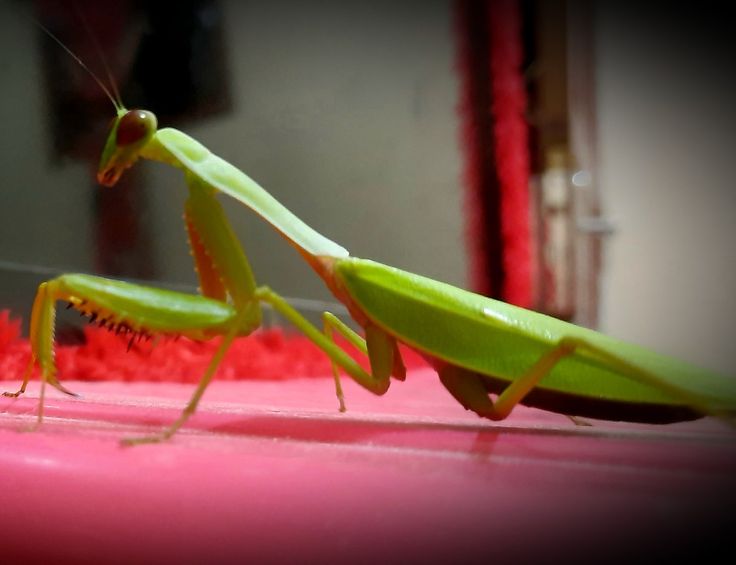 Detail Foto Belalang Sembah Nomer 11