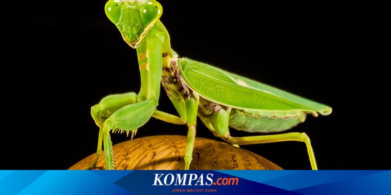 Detail Foto Belalang Sembah Nomer 12
