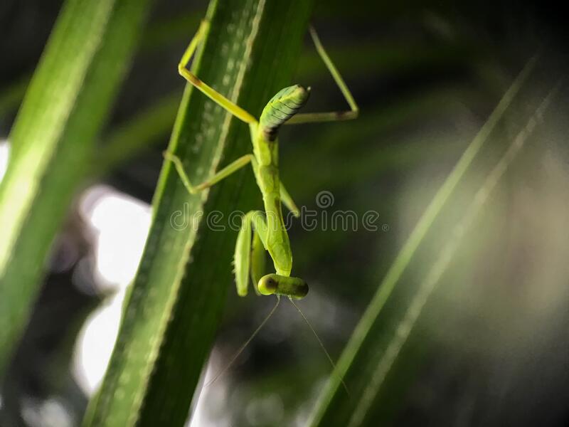 Detail Foto Belalang Sembah Nomer 14