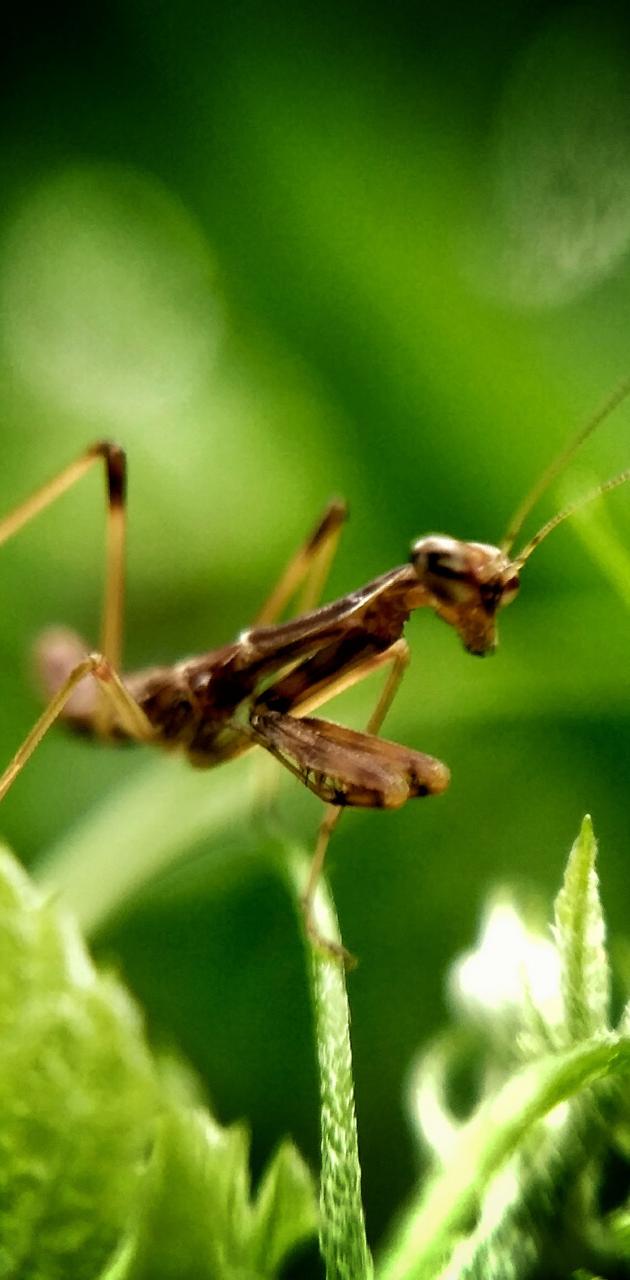 Detail Foto Belalang Sembah Nomer 25