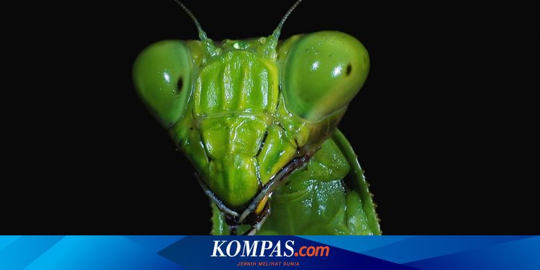 Detail Foto Belalang Sembah Nomer 27