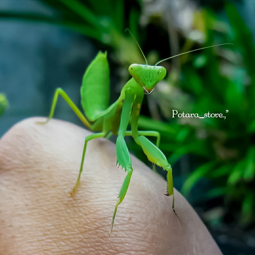 Detail Foto Belalang Sembah Nomer 33
