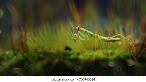 Detail Foto Belalang Sembah Nomer 34