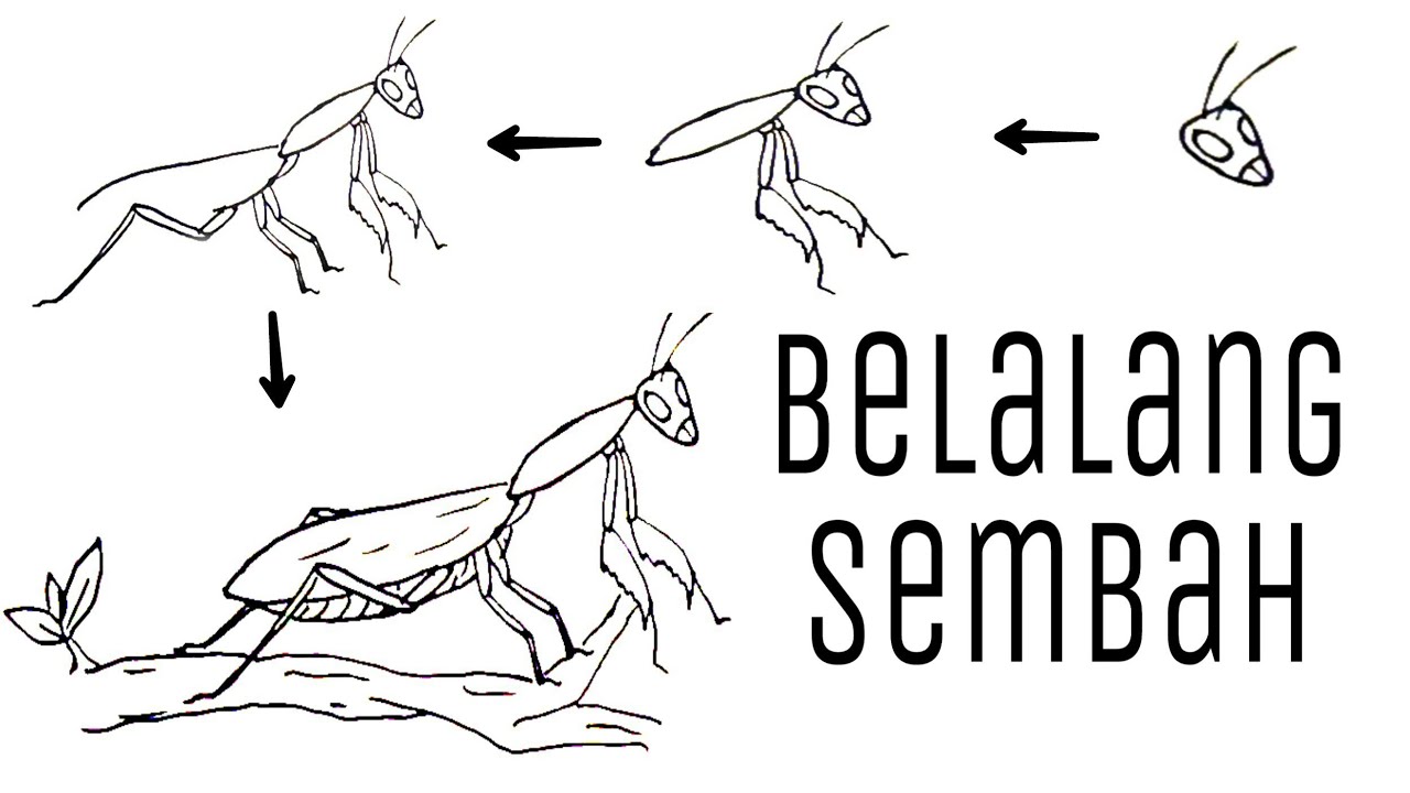 Detail Foto Belalang Sembah Nomer 37