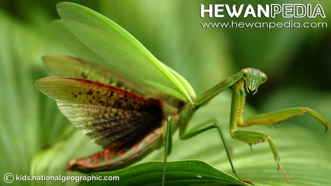 Detail Foto Belalang Sembah Nomer 41