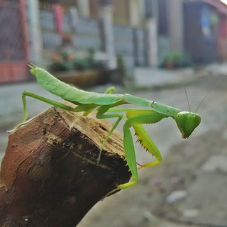 Detail Foto Belalang Sembah Nomer 45